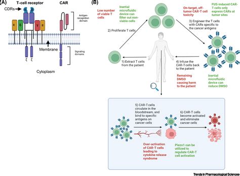 Biophysical And Mechanobiological Considerations For T Cell Based