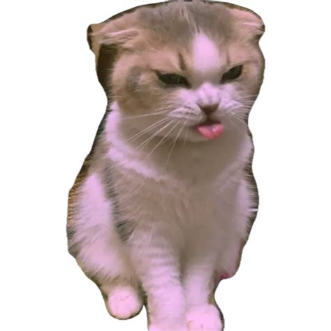 Sad Cat Memes Download Free Png Png Play