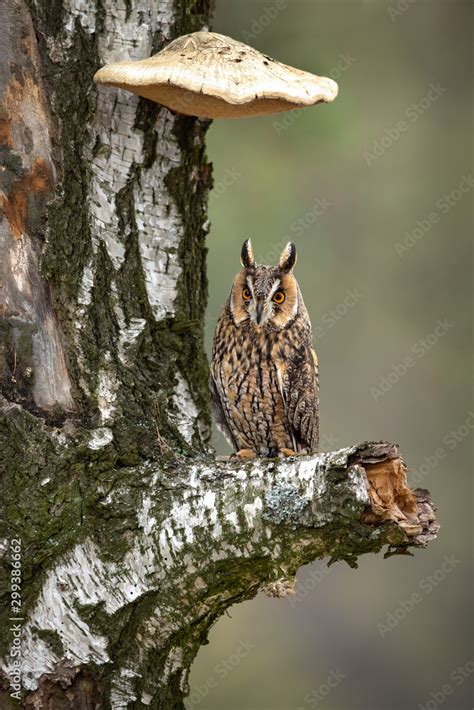 Long Eared Owl Asio Otus Also Known As The Northern Long Eared Owl