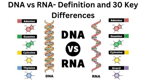 Dna Vs Rna Definition And Key Differences Youtube