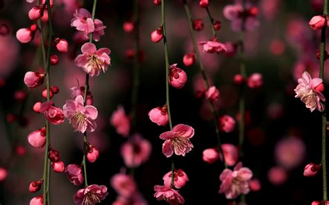 Cherry Blossom Desktop Wallpaper Wallpapersafari