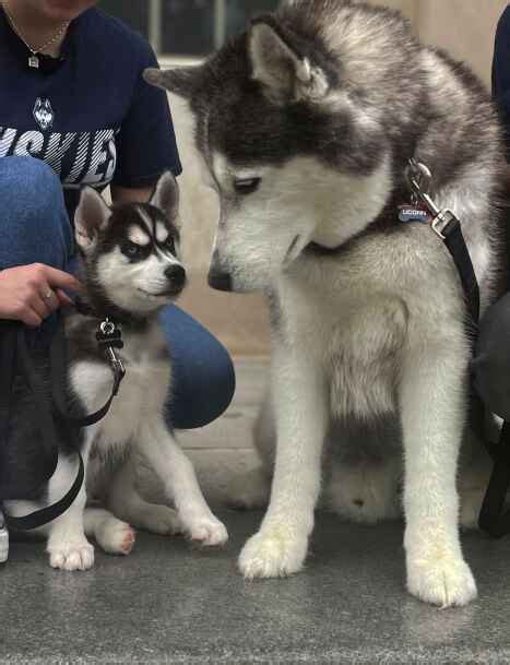 Uconn Introduces Siberian Husky Pup Jonathan Xv As The Schools Next Mascot