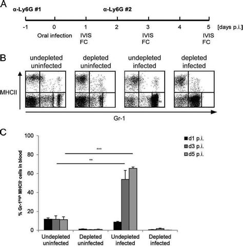 Y Pseudotuberculosis Infection Results In Increases In The Numbers Of Download Scientific