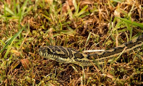 Carpet Python Snake Free Photo On Pixabay