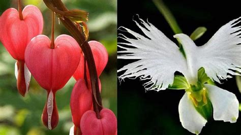 I Fiori Pi Strani E Belli Del Mondo