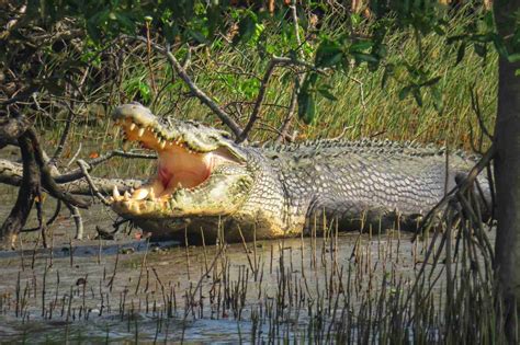 Sundarban Hotels And Tour Packages Porijayee Homestay Resort