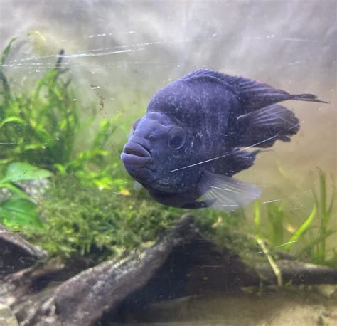 Any love for hybrid fish? : r/Aquariums