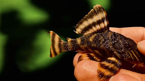 L169 Pleco Gold Stripe Panaque Care Size Lifespan Breeding More