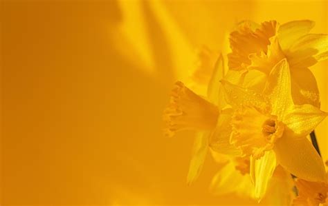 Premium Photo Close Up Of Daffodils Flowers On Yellow Background