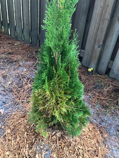 Arborvitae turning brown after planting | Walter Reeves: The Georgia ...