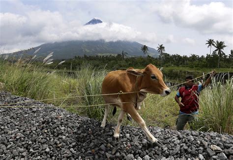 Vulkan Mayon Auf Den Philippinen Tausende Tiere In Gefahr Der Spiegel