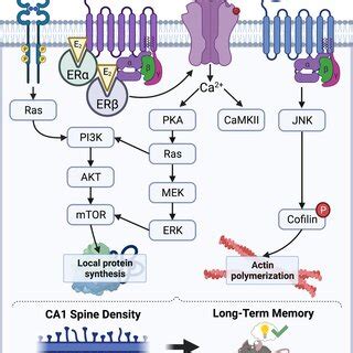 Schematic Diagram Illustrating A Model Of The Mechanisms Through Which