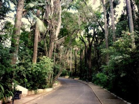 Bosque Dos Jequitib S Jardim Cor