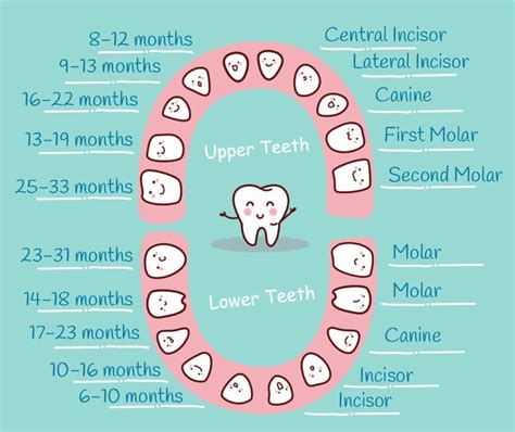 Bébé fait ses dents tout ce que vous devez savoir Maman Radieuse