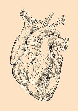 Drawing Human Heart With Flowers Roll Heart Drawing Vector Roll Heart