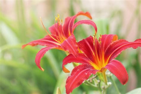 A Guide On How To Transplant Daylilies In The Garden Mich Wildflowers