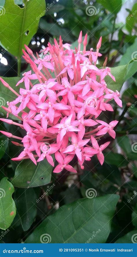Asoka Flower Nature Bloom Blosom Stock Image Image Of Flower
