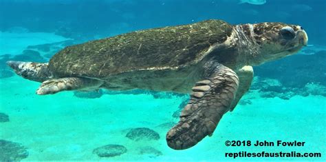 Loggerhead Turtle Caretta Caretta The Reptiles Of Australia