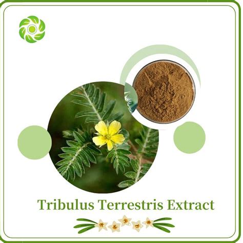 World Well Being Cosmetics Chemical Tribulus Terrestris Total Saponins