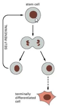 BIOL 102 Stem Cells Flashcards Quizlet