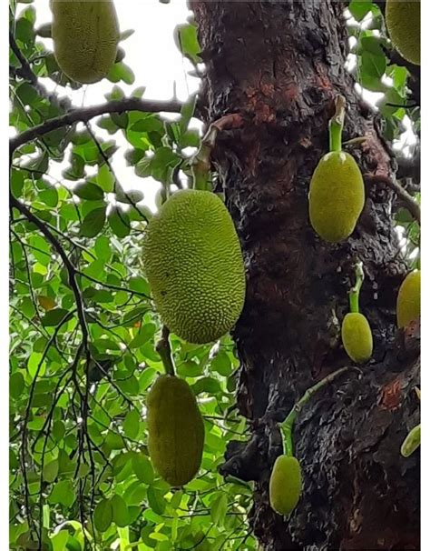 Tamil Nadu Green A Grade Tender Jackfruit Box Packaging Size Gm