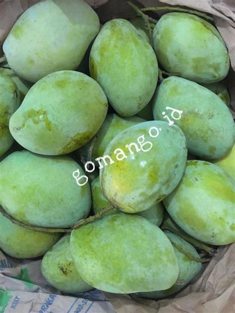 Jual Mangga Indramayu Kg Shopee Indonesia