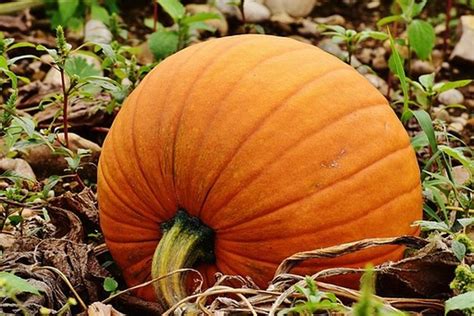 Foto Ciri Labu Kuning Siap Panen Buah Yang Bisa Diolah Menjadi Takjil