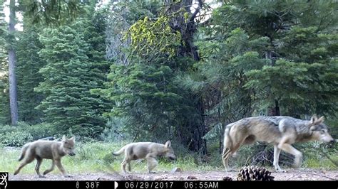 New Rare Gray Wolf Pack Identified In Norther California