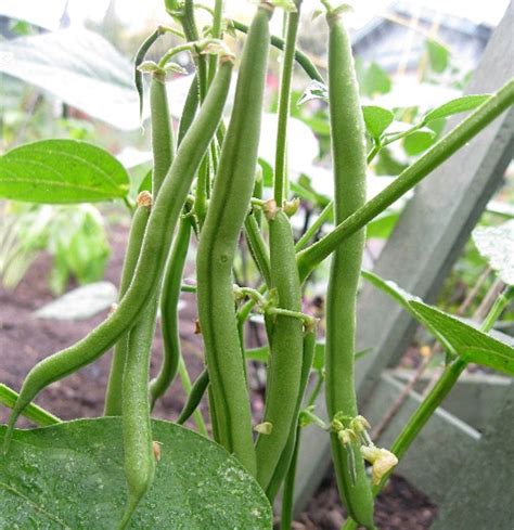 Buncis Selain Enak Dimakan Sebagai Sayur Ternyata Indah Dan Cantik