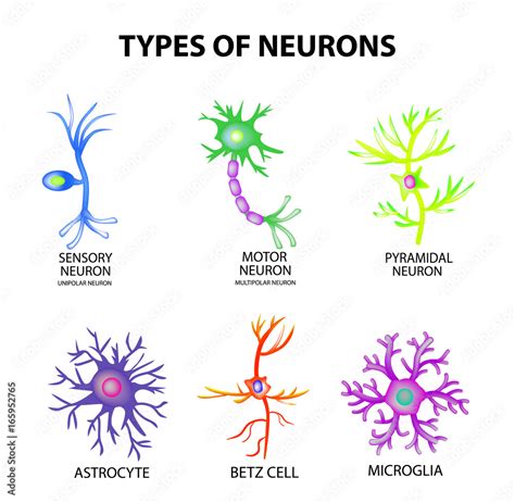 1235456 Types of neurons. Structure sensory, motor neuron, astrocyte ...