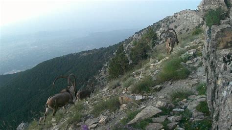 Yaban Hayvanlar Fotokapana Yakaland Son Dakika Ya Am Haberleri