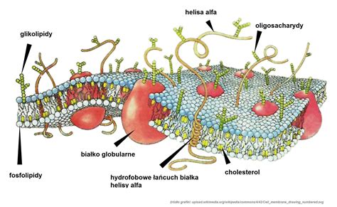 Wykonaj W Zeszycie Schemat Budowy B On Biologicznych Zaznaczaj C