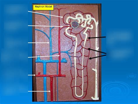 The Nephron Model Part Diagram Quizlet