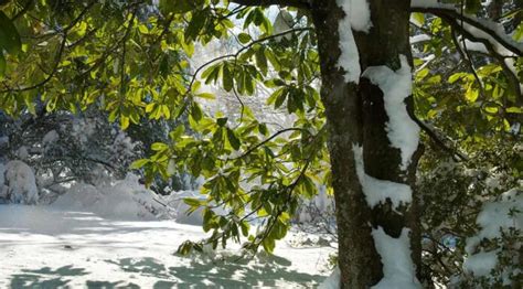 La più grande tempesta di neve di marzo nella storia della Virginia ti