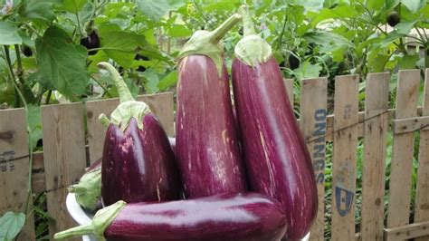 Best Practices To Grow Brinjal Eggplant At Home Check How This Guide Helps Beginners