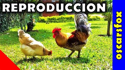 Descubre Todo Sobre La Reproducción De Las Gallinas Cómo Se Reproducen Cuánto Tiempo Tardan En