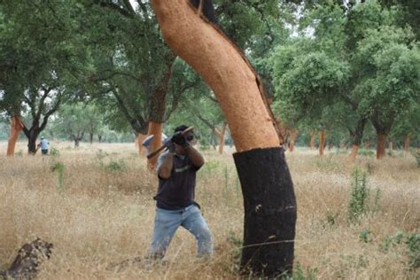 The cork harvest in Portugal – Jamie Goode's wine blog