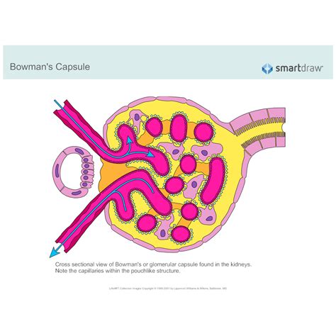 Bowmans Capsule