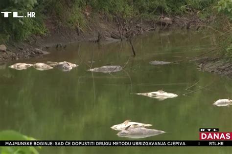 Somovi Alburi Tolstobici I Do 20 Kilograma Uginuli U Kanalu Brodske