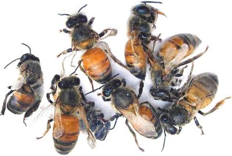 Honey Bee Viruses, the Deadly Varroa Mite Associates – Bee Health