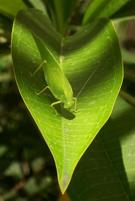 Masters of Deception: 5 Two-Faced Species | National Geographic
