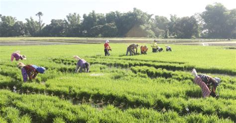 Dost C Luzon Developing System To Predict Accurate Rice Yield