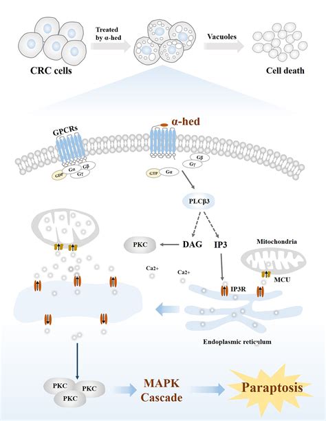 αHederin induces paraptosis by targeting GPCRs to activate Ca2 MAPK