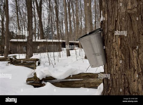 Bucket On Sugar Maple Tree In Ontario Sugar Bush To Collect Sap For