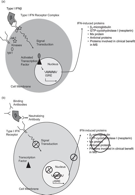 Figure 1 From Development Of Neutralizing Antibodies To Intramuscular