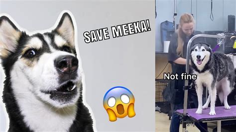 Talking Husky Reacts To Meeka The Husky Youtube