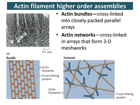 PPT CYTOSKELETON I Actin Filaments PowerPoint Presentation Free