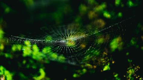 Spider Web Macro 4K Wallpapers | HD Wallpapers | ID #29259