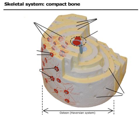 Compact Bone Tissue Diagram Lab Exam Diagram Quizlet