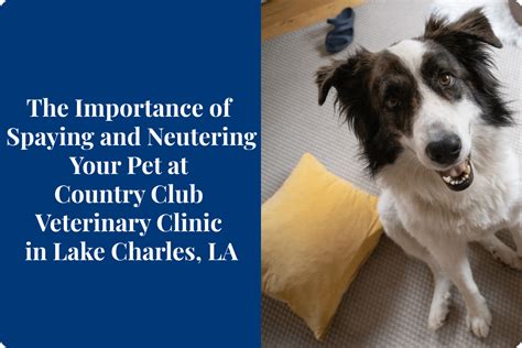 The Importance Of Spaying And Neutering Your Pet At Country Club